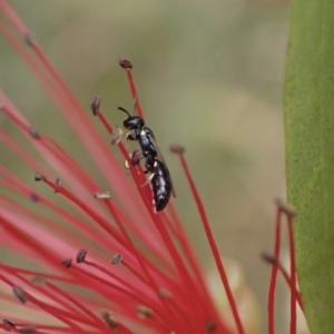 Hylaeus (Prosopisteron) minusculus at Murrumbateman, NSW - 20 Nov 2023