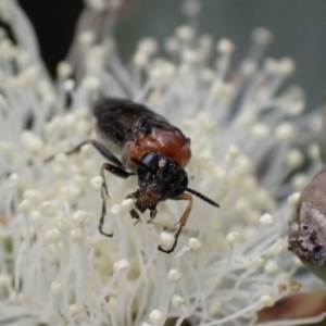 Eurys sp. (genus) at Murrumbateman, NSW - 20 Nov 2023 11:01 AM