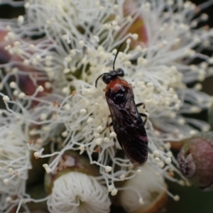 Eurys sp. (genus) at Murrumbateman, NSW - 20 Nov 2023 11:01 AM