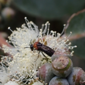 Eurys sp. (genus) at Murrumbateman, NSW - 20 Nov 2023 11:01 AM