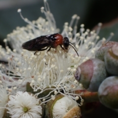 Eurys sp. (genus) at Murrumbateman, NSW - 20 Nov 2023 11:01 AM