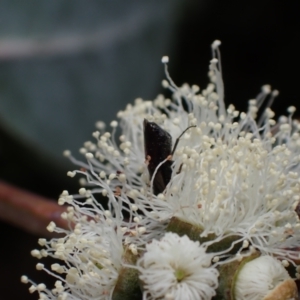 Eurys sp. (genus) at Murrumbateman, NSW - 20 Nov 2023