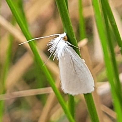 Tipanaea patulella (The White Crambid moth) at Wollondilly Local Government Area - 20 Nov 2023 by trevorpreston
