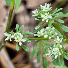 Poranthera microphylla (Small Poranthera) at Thirlmere, NSW - 20 Nov 2023 by trevorpreston