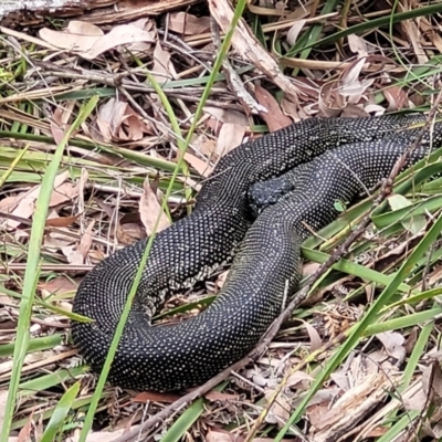 Morelia spilota spilota (Diamond Python) at Thirlmere Lakes National Park - 20 Nov 2023 by trevorpreston