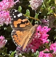 Vanessa kershawi (Australian Painted Lady) at Acton, ACT - 19 Nov 2023 by JanetRussell