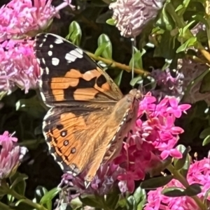 Vanessa kershawi at ANBG - 19 Nov 2023 11:09 AM