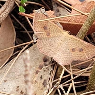 Epicyme rubropunctaria (Red-spotted Delicate) at Thirlmere Lakes National Park - 20 Nov 2023 by trevorpreston