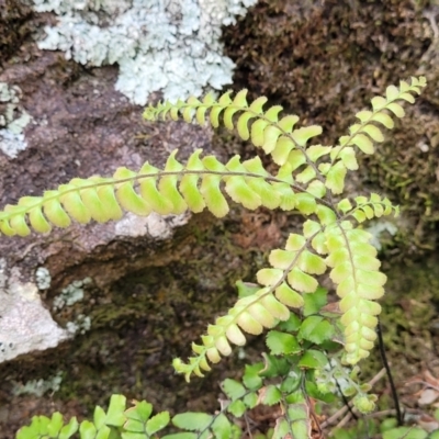 Adiantum hispidulum var. hispidulum (Rough Maidenhair) at Thirlmere Lakes National Park - 20 Nov 2023 by trevorpreston