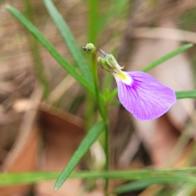 Hybanthus monopetalus (Slender Violet) at Thirlmere Lakes National Park - 20 Nov 2023 by trevorpreston