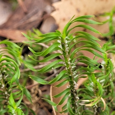 Lomandra obliqua (Twisted Matrush) at Thirlmere Lakes National Park - 20 Nov 2023 by trevorpreston