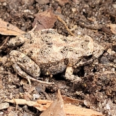 Unidentified Frog at Thirlmere, NSW - 20 Nov 2023 by trevorpreston