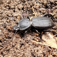 Cardiothorax australis at Thirlmere Lakes National Park - 20 Nov 2023 by trevorpreston