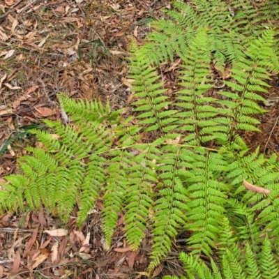 Calochlaena dubia (Rainbow Fern) at Thirlmere Lakes National Park - 20 Nov 2023 by trevorpreston