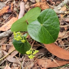 Stephania japonica var. discolor (Snake Vine) at Thirlmere Lakes National Park - 20 Nov 2023 by trevorpreston