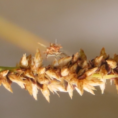 Chrysopidae (family) (Unidentified Green lacewing) at Gordon Pond - 20 Nov 2023 by RodDeb