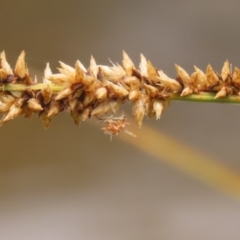 Chrysopidae (family) at Gordon Pond - 20 Nov 2023