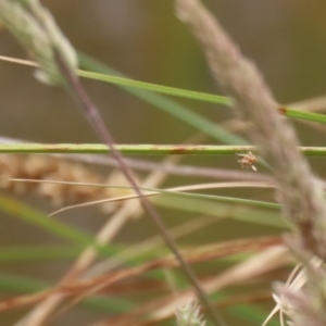 Chrysopidae (family) at Gordon Pond - 20 Nov 2023