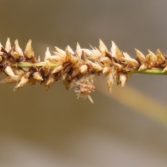 Chrysopidae (family) at Gordon Pond - 20 Nov 2023