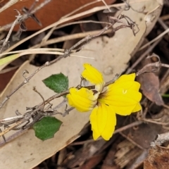 Goodenia hederacea subsp. hederacea (Ivy Goodenia, Forest Goodenia) at Thirlmere Lakes National Park - 20 Nov 2023 by trevorpreston