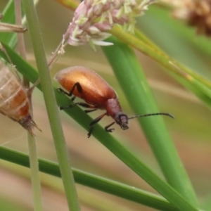 Ecnolagria grandis at Gordon Pond - 20 Nov 2023 12:10 PM