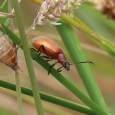 Ecnolagria grandis (Honeybrown beetle) at Gordon, ACT - 20 Nov 2023 by RodDeb