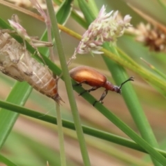 Ecnolagria grandis at Gordon Pond - 20 Nov 2023