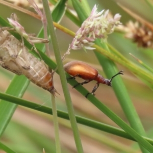 Ecnolagria grandis at Gordon Pond - 20 Nov 2023