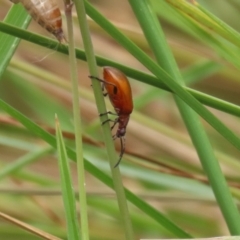 Ecnolagria grandis at Gordon Pond - 20 Nov 2023 12:10 PM