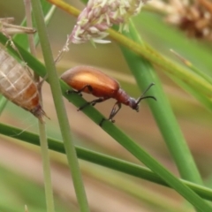 Ecnolagria grandis at Gordon Pond - 20 Nov 2023 12:10 PM