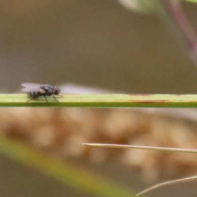 Diptera (order) at Gordon Pond - 20 Nov 2023 by RodDeb