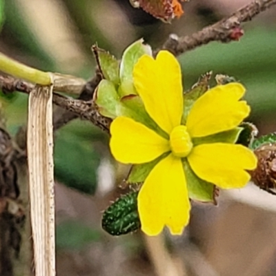 Hibbertia aspera subsp. aspera at Wollondilly Local Government Area - 20 Nov 2023 by trevorpreston