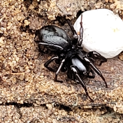 Unidentified Other hunting spider at Thirlmere Lakes National Park - 20 Nov 2023 by trevorpreston