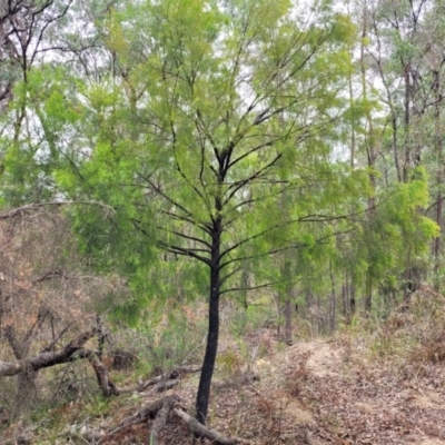 Exocarpos cupressiformis (Cherry Ballart) at Wollondilly Local Government Area - 20 Nov 2023 by trevorpreston