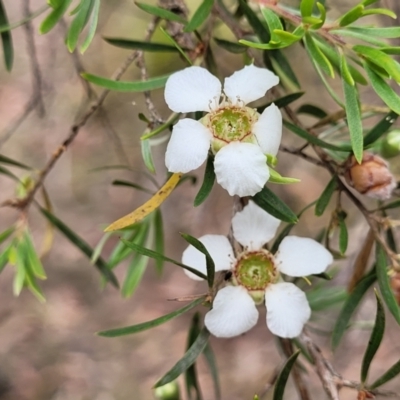 Gaudium trinervium (Paperbark Teatree) at Wollondilly Local Government Area - 20 Nov 2023 by trevorpreston