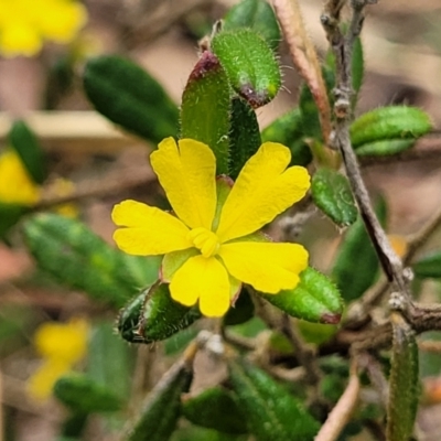 Hibbertia aspera subsp. aspera at Wollondilly Local Government Area - 19 Nov 2023 by trevorpreston