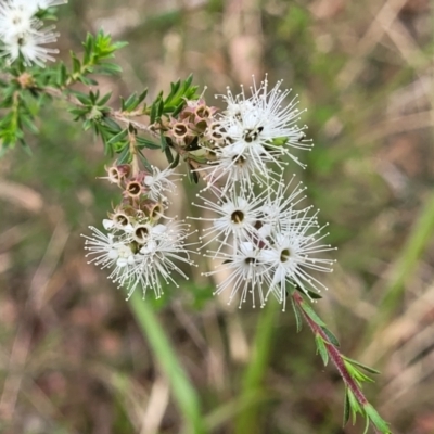 Kunzea ambigua (White Kunzea) at Wollondilly Local Government Area - 19 Nov 2023 by trevorpreston