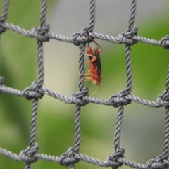 Lissopimpla excelsa (Orchid dupe wasp, Dusky-winged Ichneumonid) at Murrumbateman, NSW - 19 Nov 2023 by SimoneC