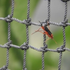 Lissopimpla excelsa at Murrumbateman, NSW - 20 Nov 2023