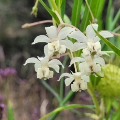 Gomphocarpus fruticosus (Narrow-leaved Cotton Bush) at Wollondilly Local Government Area - 19 Nov 2023 by trevorpreston