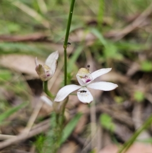 Caladenia moschata at QPRC LGA - 20 Nov 2023