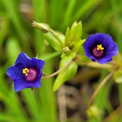 Lysimachia loeflingii (Blue Pimpernel) at Campbelltown, NSW - 19 Nov 2023 by trevorpreston