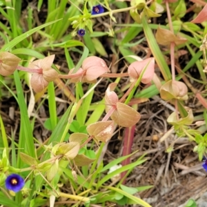 Lysimachia loeflingii at Campbelltown, NSW - 20 Nov 2023