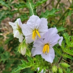 Solanum sisymbriifolium (Sticky Nightshade) at Campbelltown, NSW - 19 Nov 2023 by trevorpreston