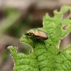 Diphucephala elegans at QPRC LGA - 20 Nov 2023