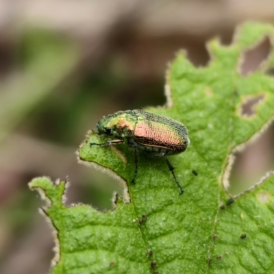 Diphucephala elegans (Green scarab beetle) at QPRC LGA - 20 Nov 2023 by Csteele4