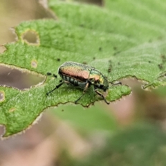 Diphucephala sp. (genus) at QPRC LGA - 20 Nov 2023 02:30 PM