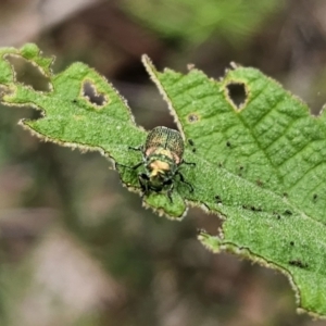 Diphucephala elegans at QPRC LGA - 20 Nov 2023