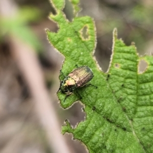 Diphucephala elegans at QPRC LGA - 20 Nov 2023