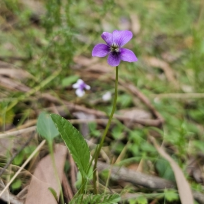 Viola betonicifolia subsp. betonicifolia (Arrow-Leaved Violet) at QPRC LGA - 20 Nov 2023 by Csteele4